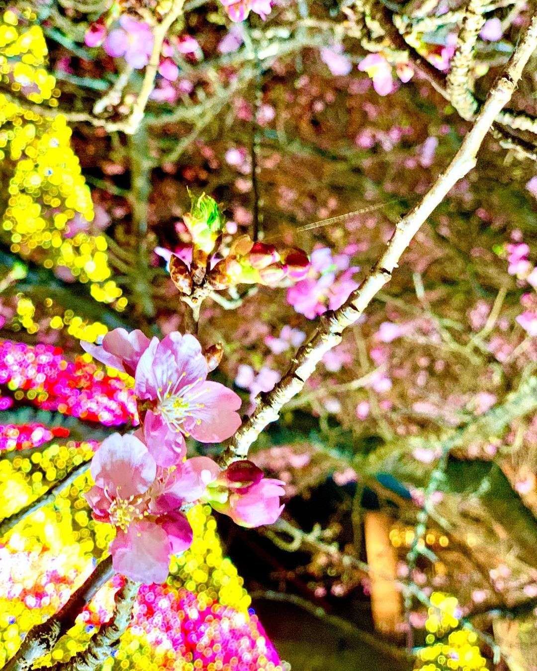 御殿場高原時之栖の桜